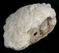 Huge Crystal Filled Fossil Clam - Rucks Pit, FL #5534-5